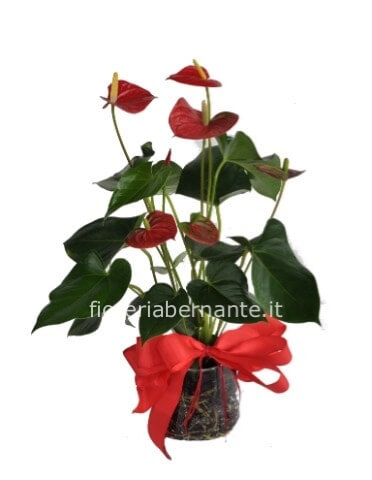 Pianta di anthurium fiore arancio o rosa H.75 cm