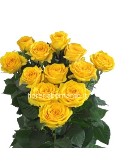 Rose gialle a steli, prima scelta, lunghezza 60 cm.