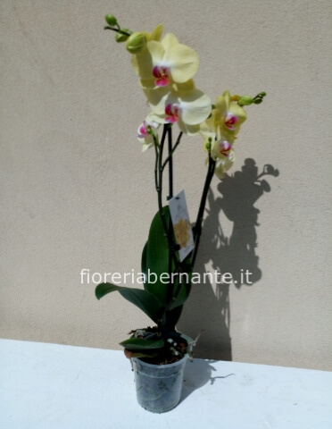 Orchidea Phaleonopsis gialla