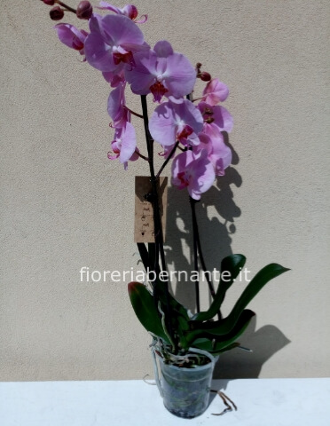 Orchidea Phaleonopsis fuxia