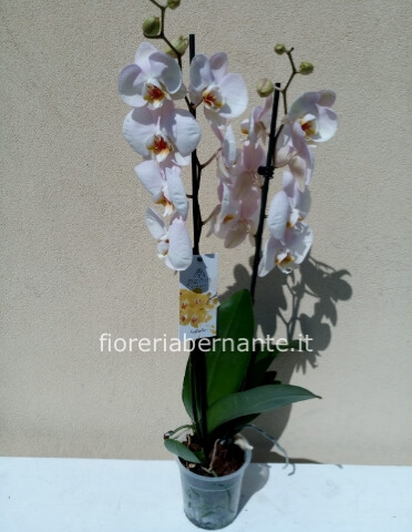 Orchidea Phaleonopsis rosa pallido