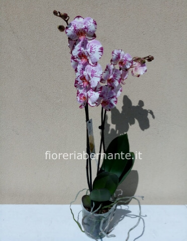 Orchidea Phaleonopsis decorata fuxia