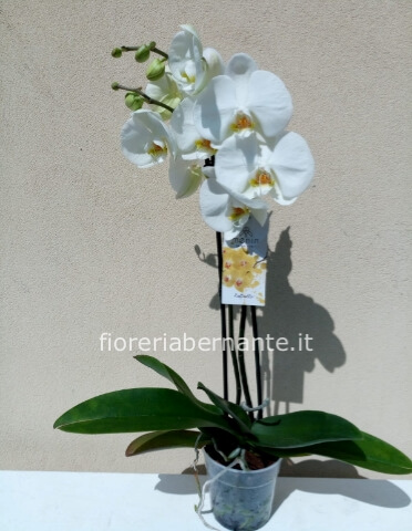Orchidea Phaleonopsis bianca