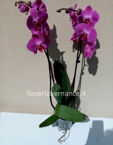 Orchidea Phaleonopsis viola