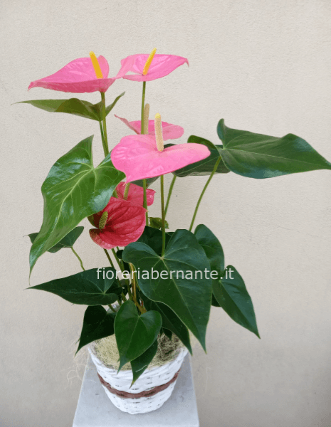 Anthurium rosa
