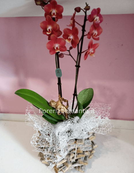 Phaleonopsis