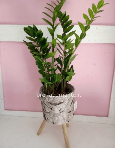 Zamioculcas senza vaso