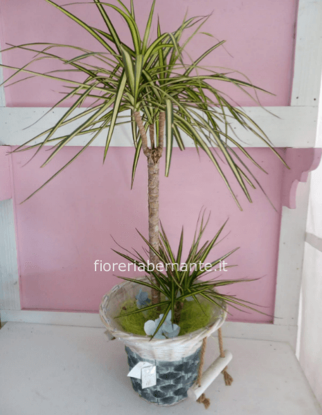 Dracaena variegata con cesto