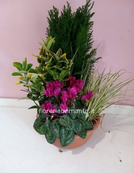 Composizione di piante da balcone